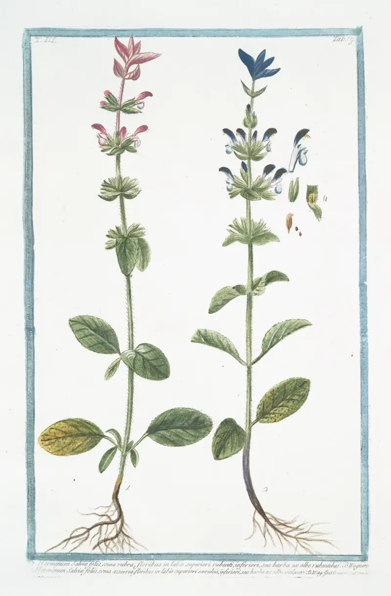 Ettårig salvia av Giorgio Bonelli