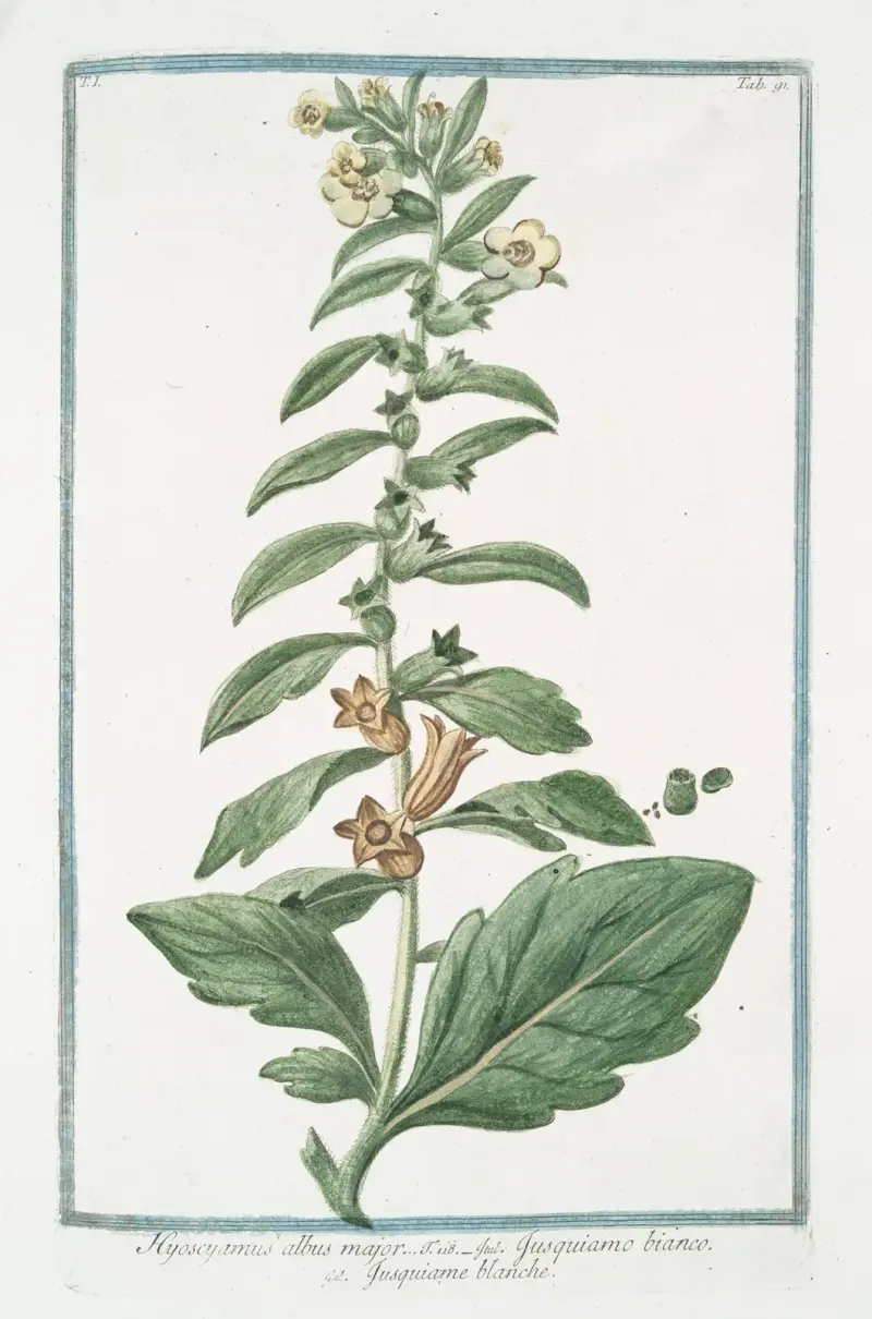 Vit bolmört (Hyoacyamus albus major) av Giorgio Bonelli