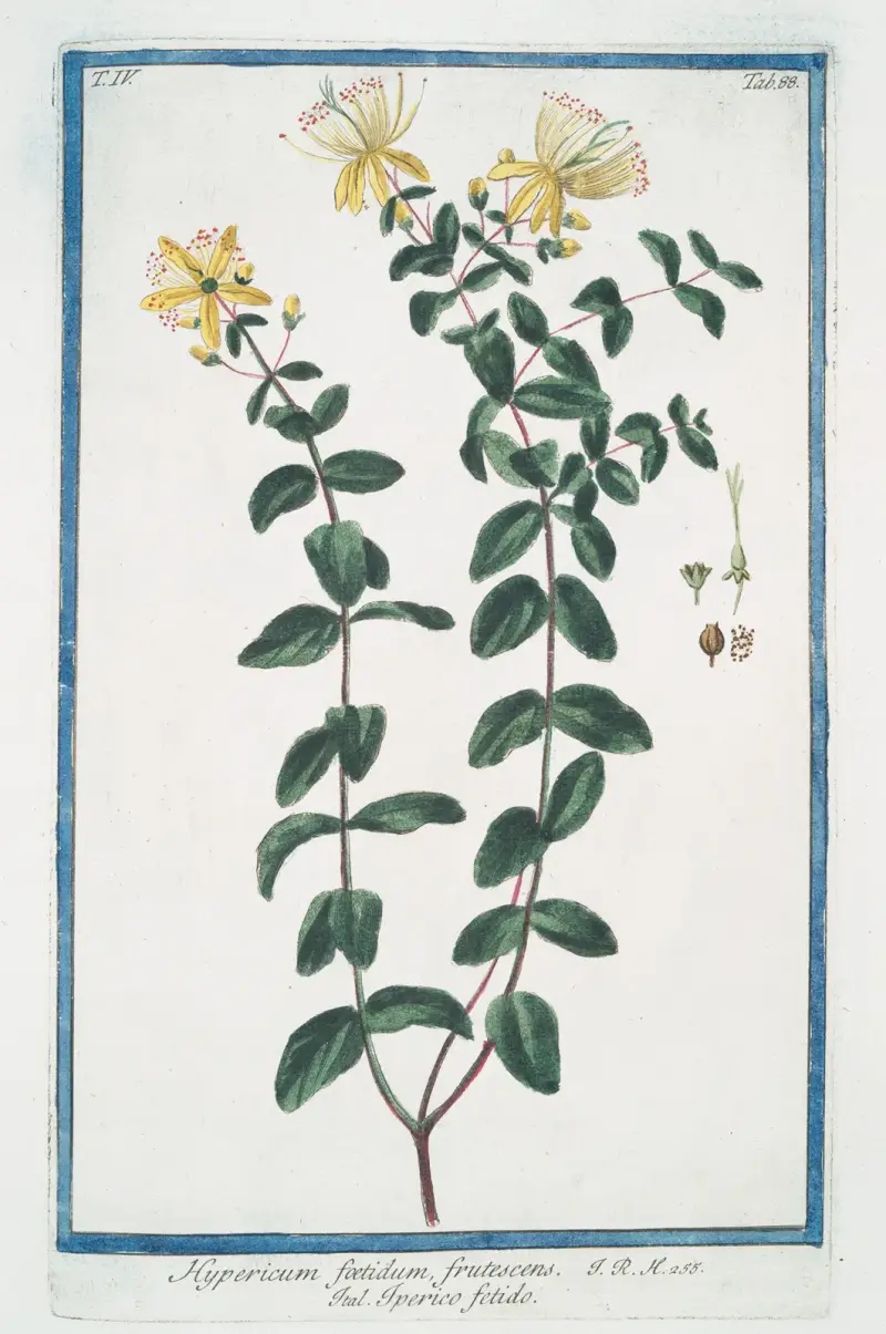 Hypericum foetidum, frutescens – Iperico fetido (Johannesört) av Giorgio Bonelli
