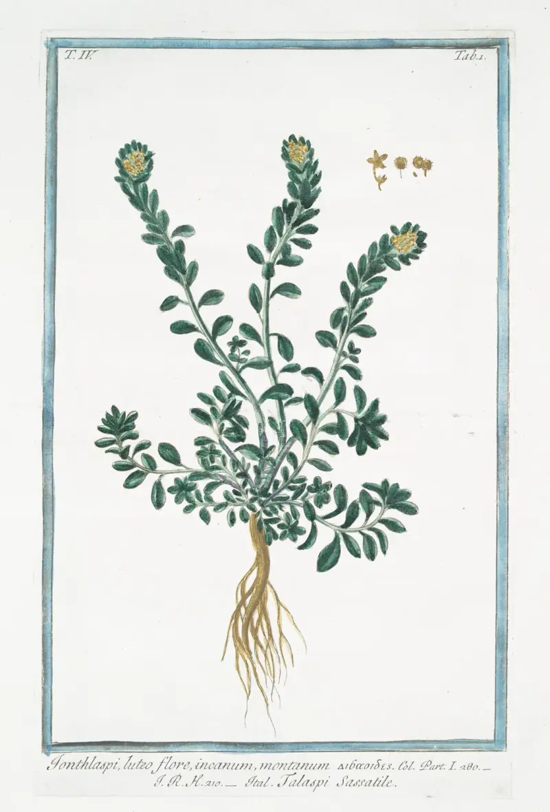 Ionthlaspi, luteo flore, incanum, montanum – Talaspi Sassatile (Alpenpennycress) av Giorgio Bonelli