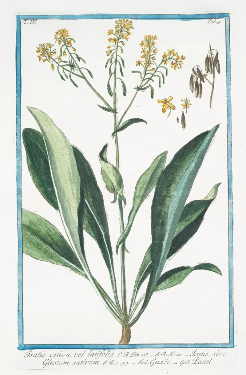 Isatis sativa, vel latifolia – Isatis, sive Glastum sativum – Guado – Pastel (Vejde) av Giorgio Bonelli
