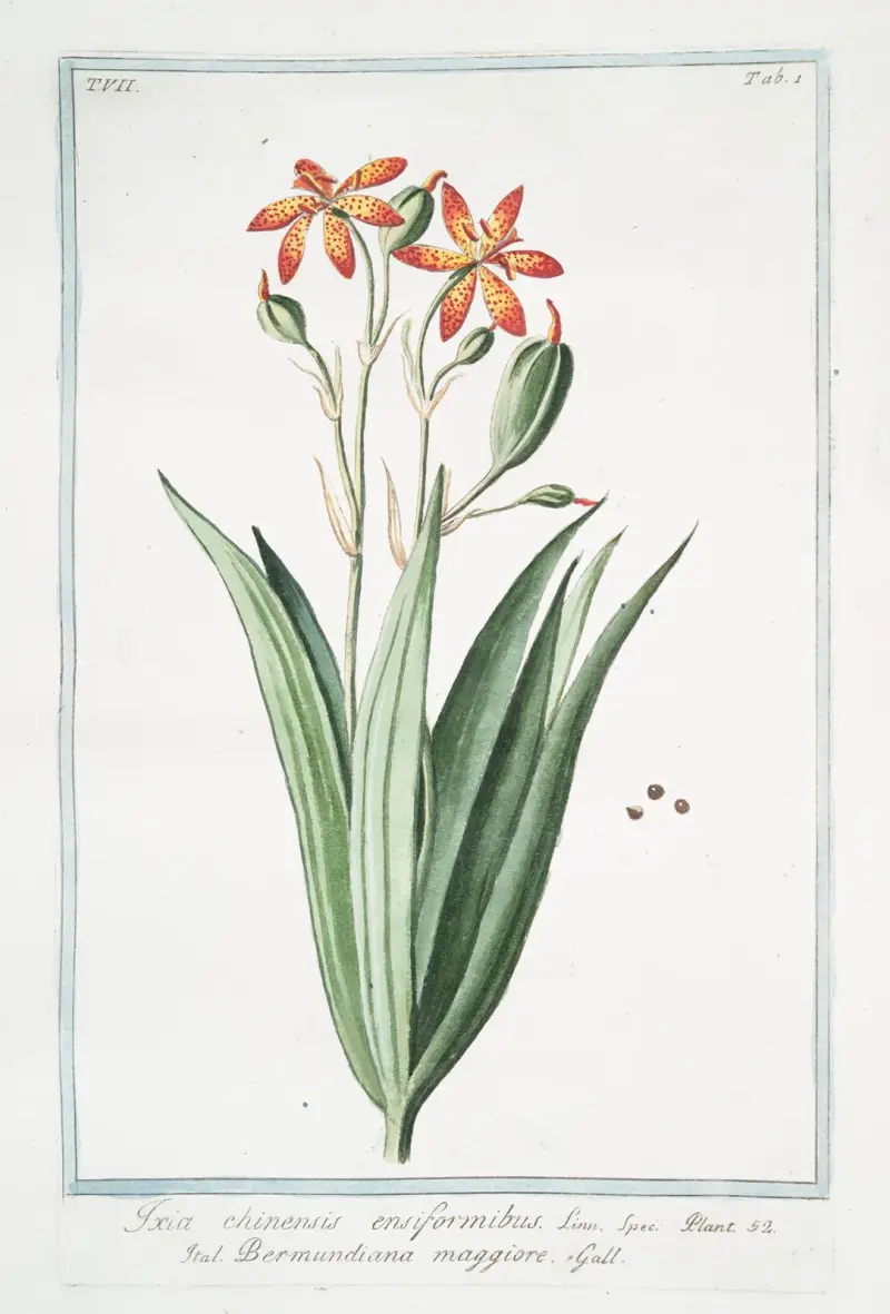 Ixia chinensis ensiformibu – Bermundiana maggiore (Iris chinensis, Leopardlilja) av Giorgio Bonelli