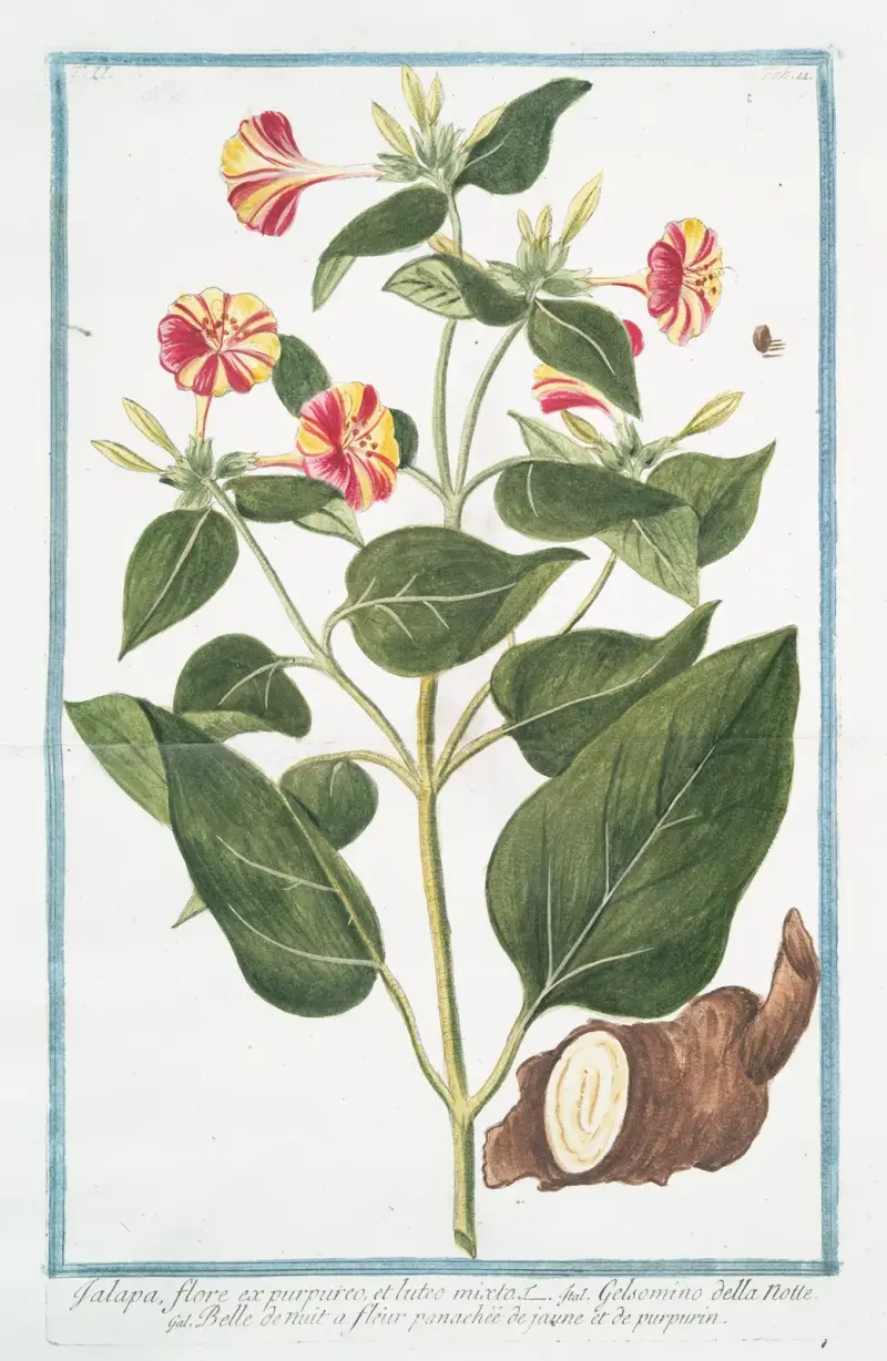 Jalapa, blomma med blandat purpur och gult – Nattens jasmin – Nattens skönhet med gul- och purpurfärgade blad av Giorgio Bonelli
