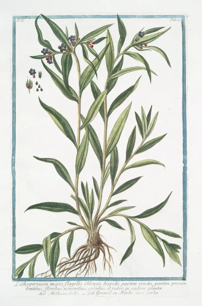Lithospermum majus (Puccoon) av Giorgio Bonelli