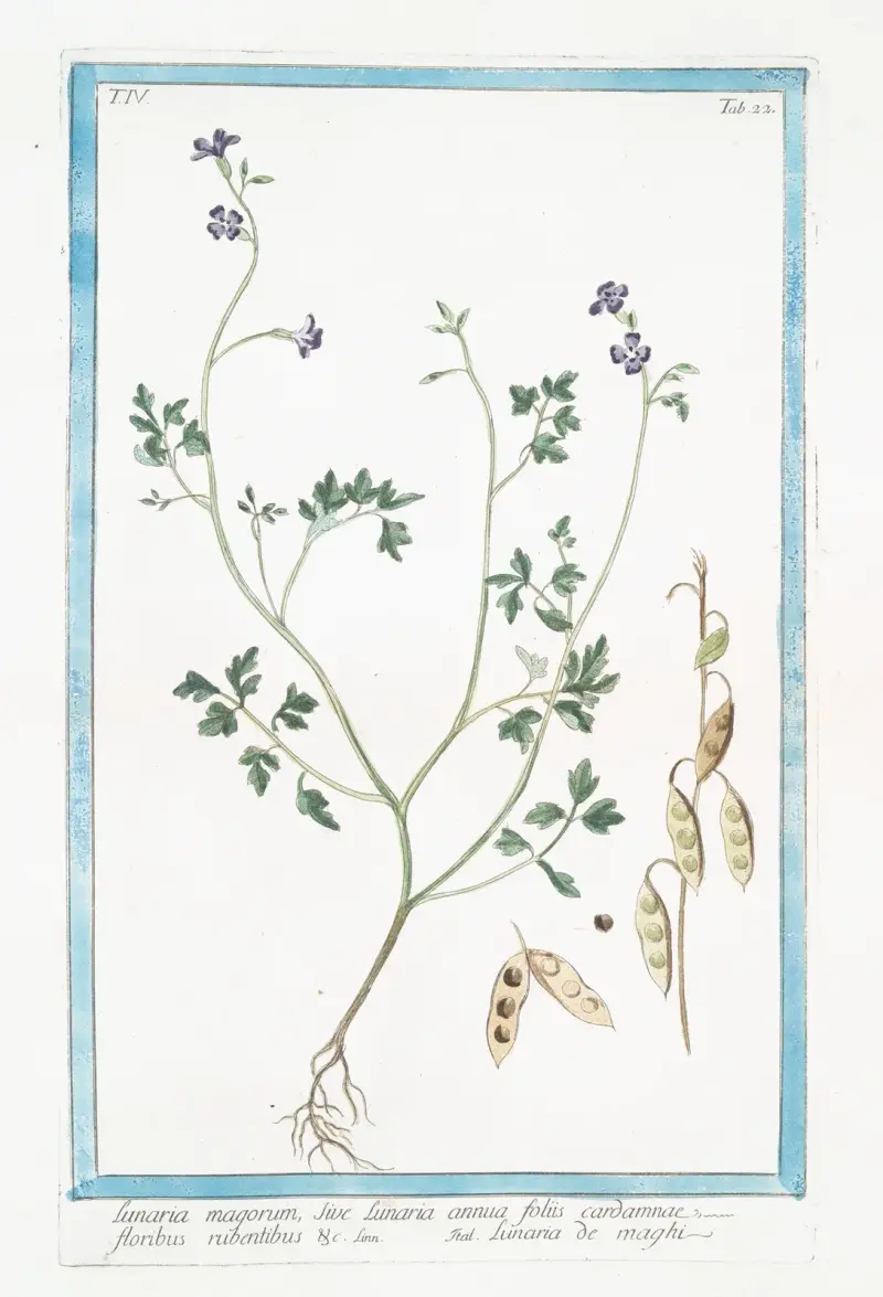 Lunaria magorum – Lunaria de maghi (Miesiącznica roczna), Giorgio Bonelli