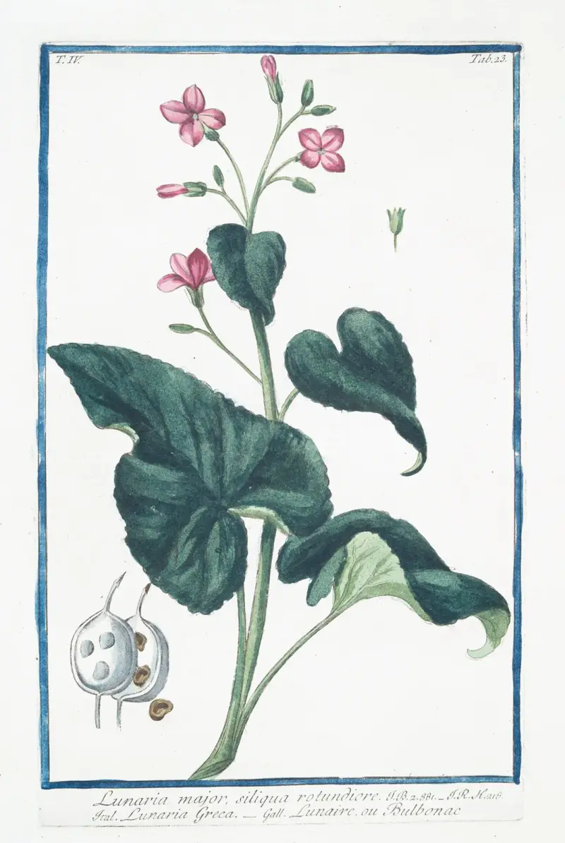 Lunario major, siliqua rotundiore – Lunaria Greca – Lunaire, ou bulbonac von Giorgio Bonelli