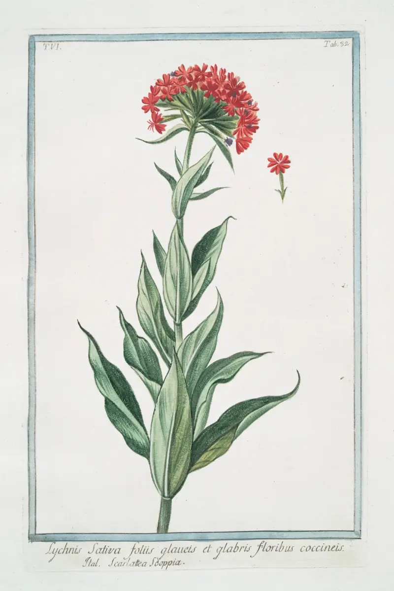 Scarlet Lychnis av Giorgio Bonelli