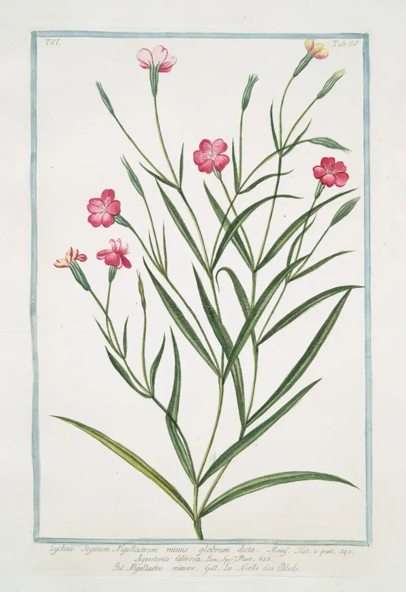 Lychnis Segetum Nigellastrum minus glabrum dicta. – Agrostema Celirosa – Nigellastro minore – La Nielle des Bleds. (Svartklätt) av Giorgio Bonelli