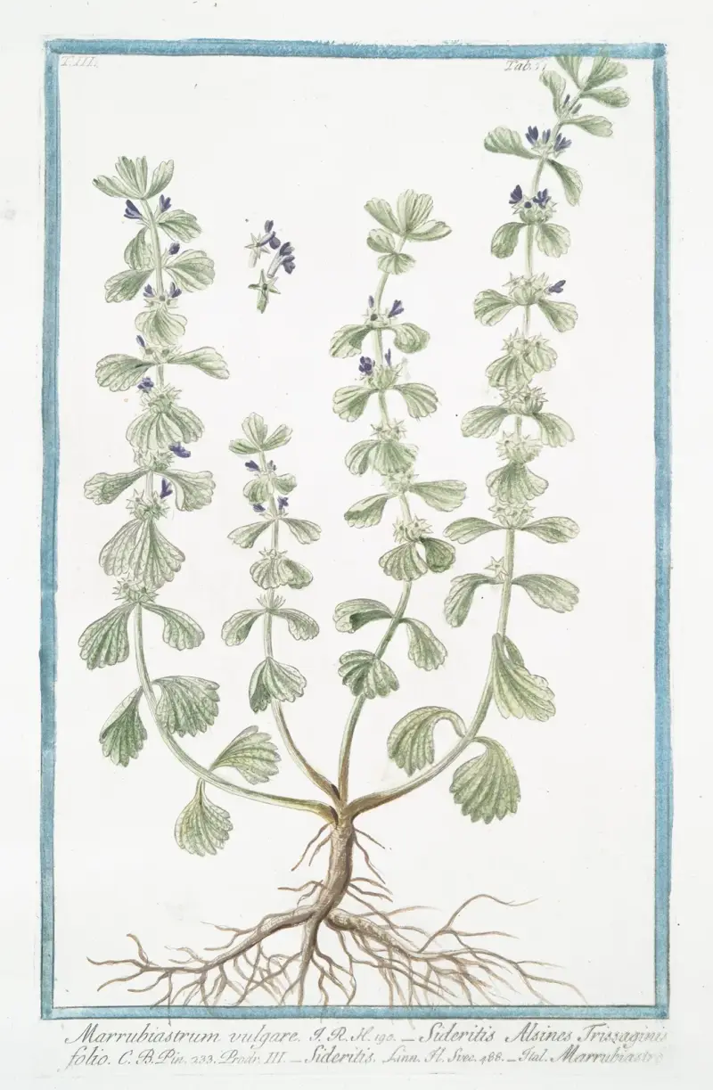 Marrubiastrum vulgare – Sideritis Alsines Trissaginis folio – Sideritis – Marrubiastro. (Ironwort) av Giorgio Bonelli