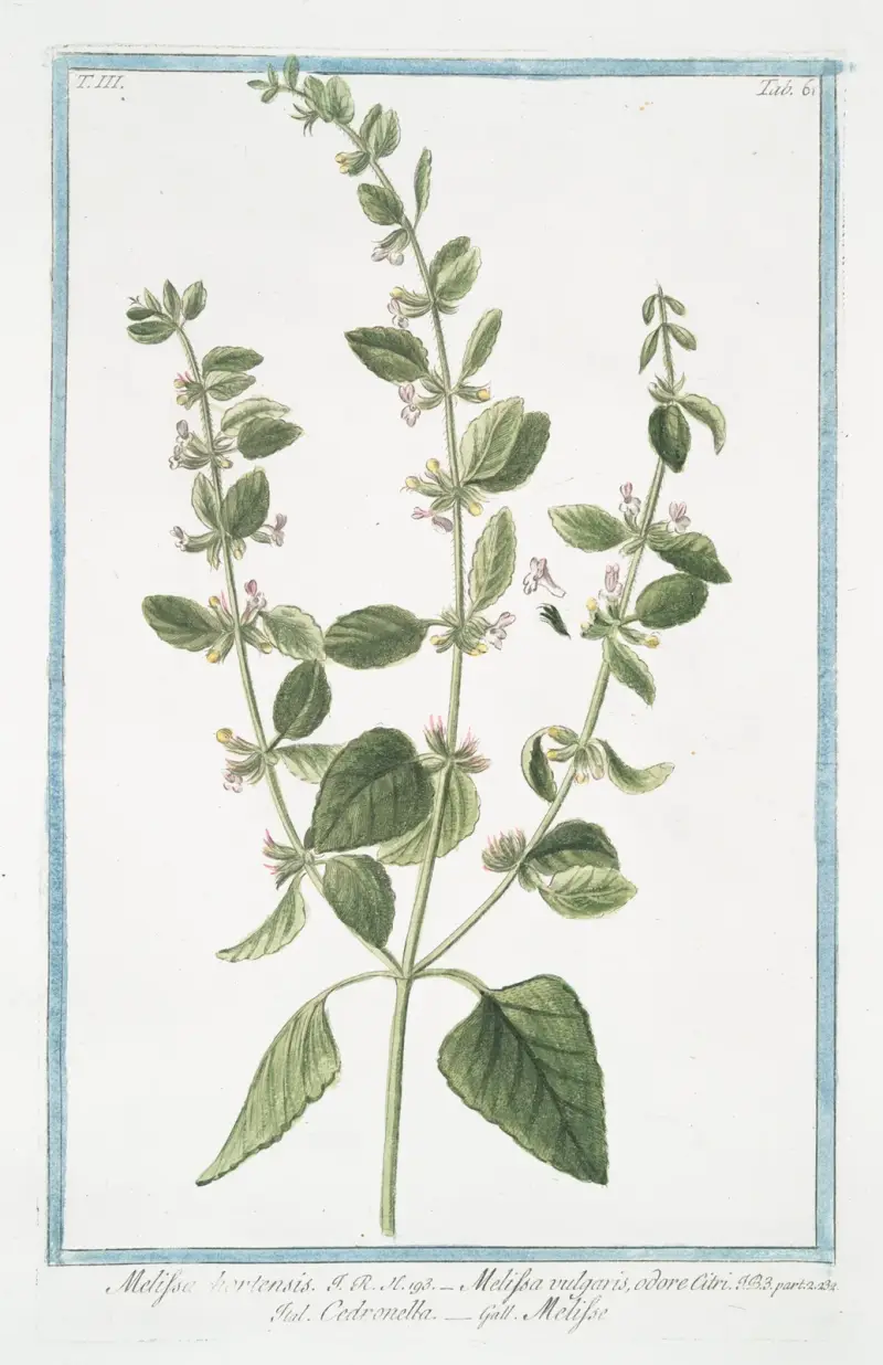 Melissa hortensis – Melissa vulgaris, odore Citri – Cedronella – Melisse. (Lemon Balm) av Giorgio Bonelli