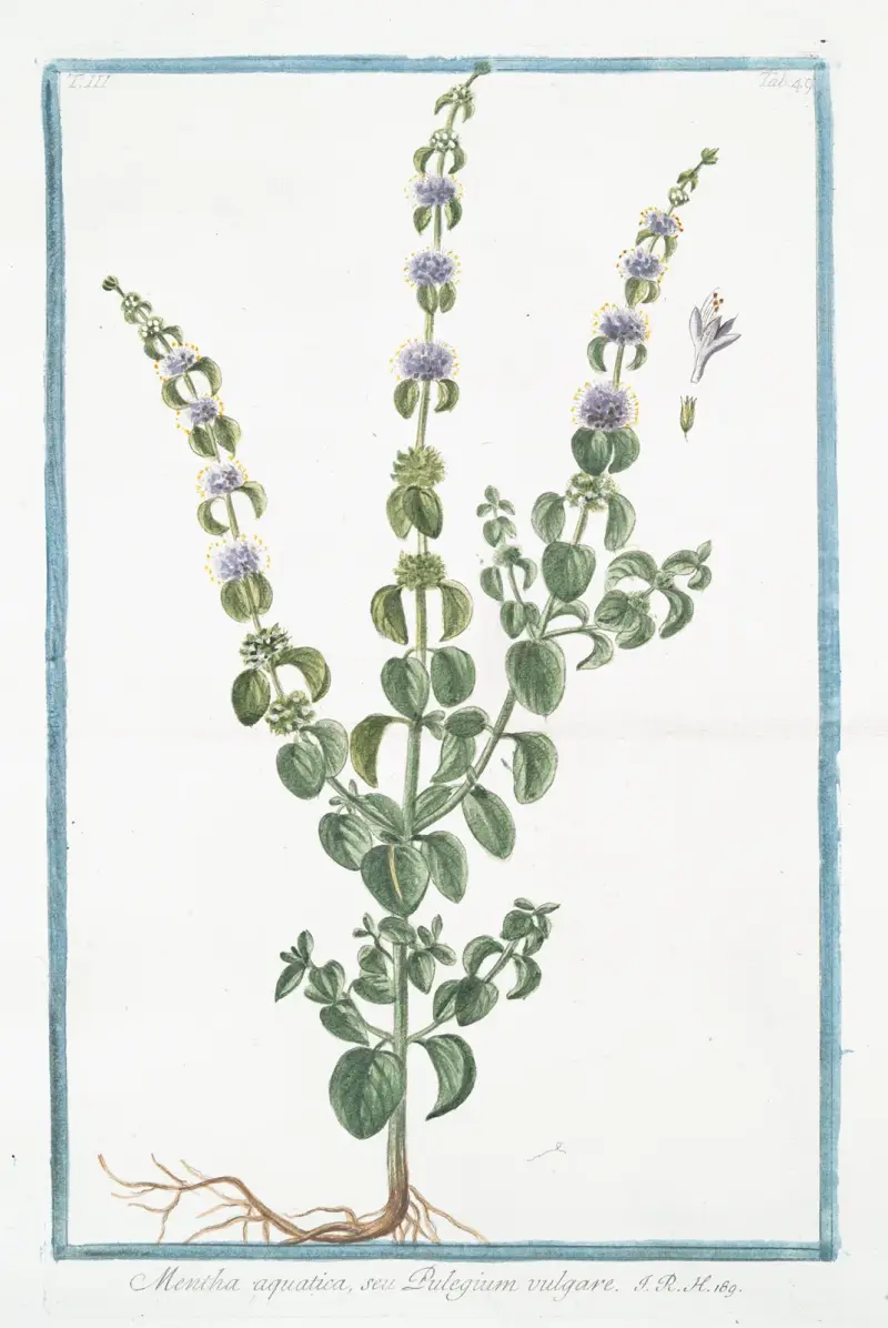 Mentha aquatica, seu Pulegium vulgare (Vattenmynta) av Giorgio Bonelli