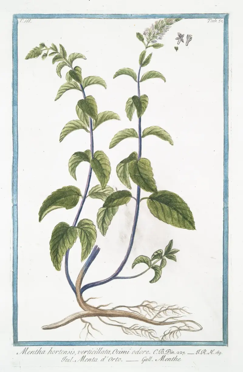 Mentha hortensis, verticillata, Ocimi odore – Menta d’Orto – Menthe. (Mięta ogrodowa), Giorgio Bonelli