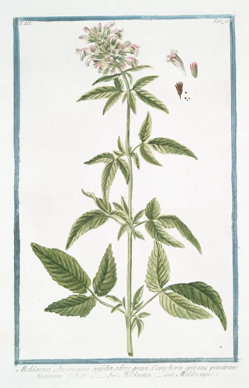 Moldavica Americana trifolia odore gravi, Camphoræ spirans penetrantissimum – Moldavica – Moldavique. (Moldavian balm) av Giorgio Bonelli