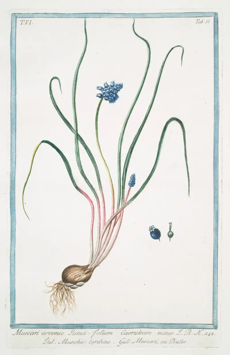 Pärlhyacint (Muscari, arvense, iunci, folium, caeruleum minus) av Giorgio Bonelli
