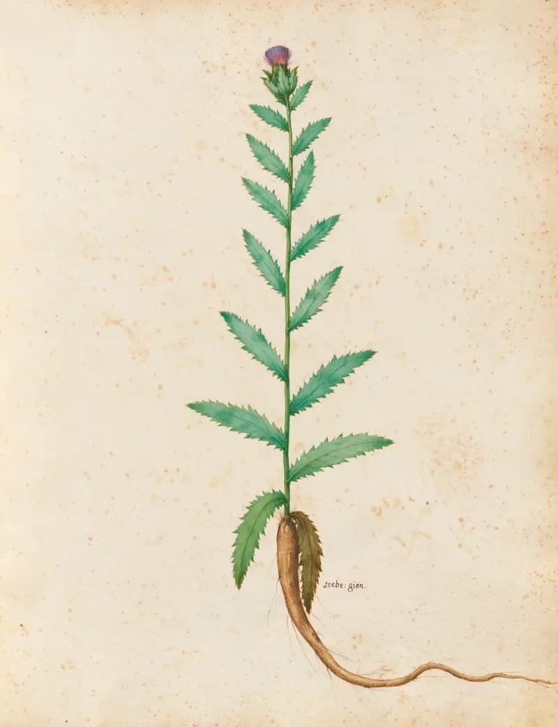 Verschiedene Pflanzen Taf. 20 von Giovanna Garzoni