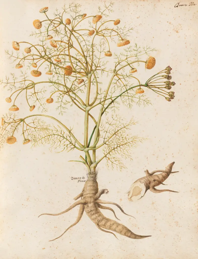 Piante varie Pl.29 av Giovanna Garzoni