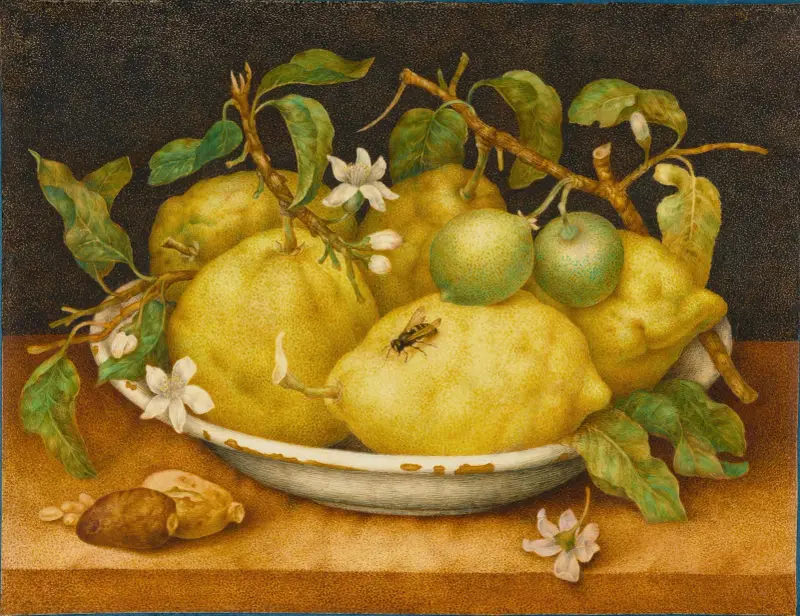 Stilleben med skål med citroner av Giovanna Garzoni