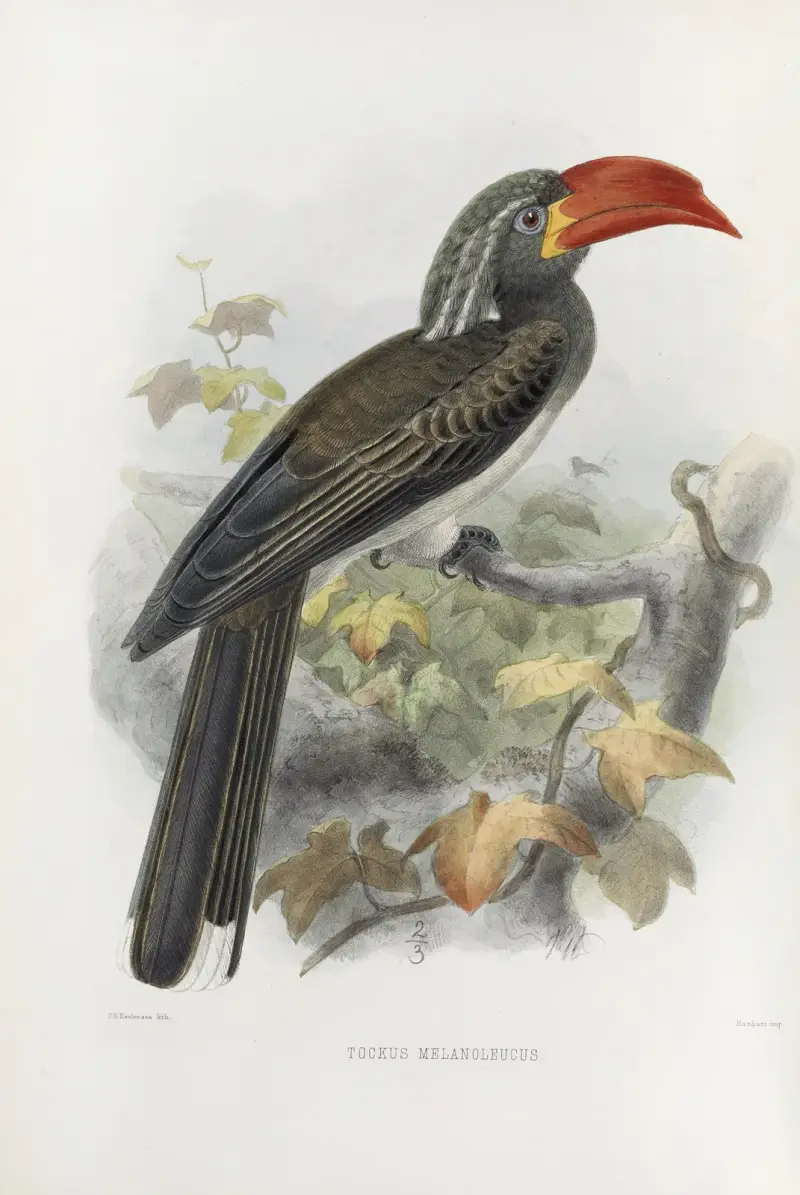 Tockus melanoleucus av Daniel Giraud Elliot