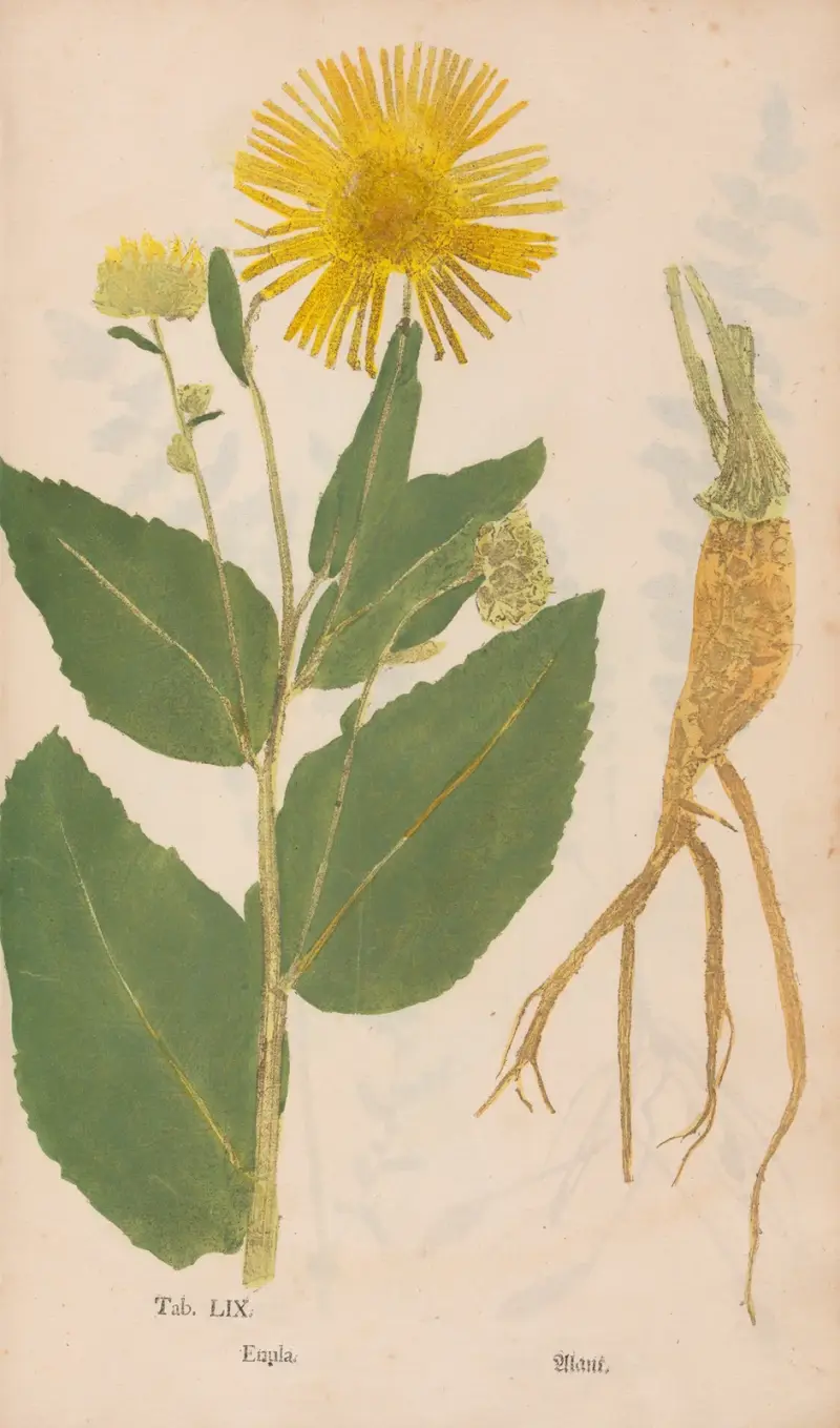 Ectypa vegetabilium Pl.059 av Christian Gottlieb Ludwig