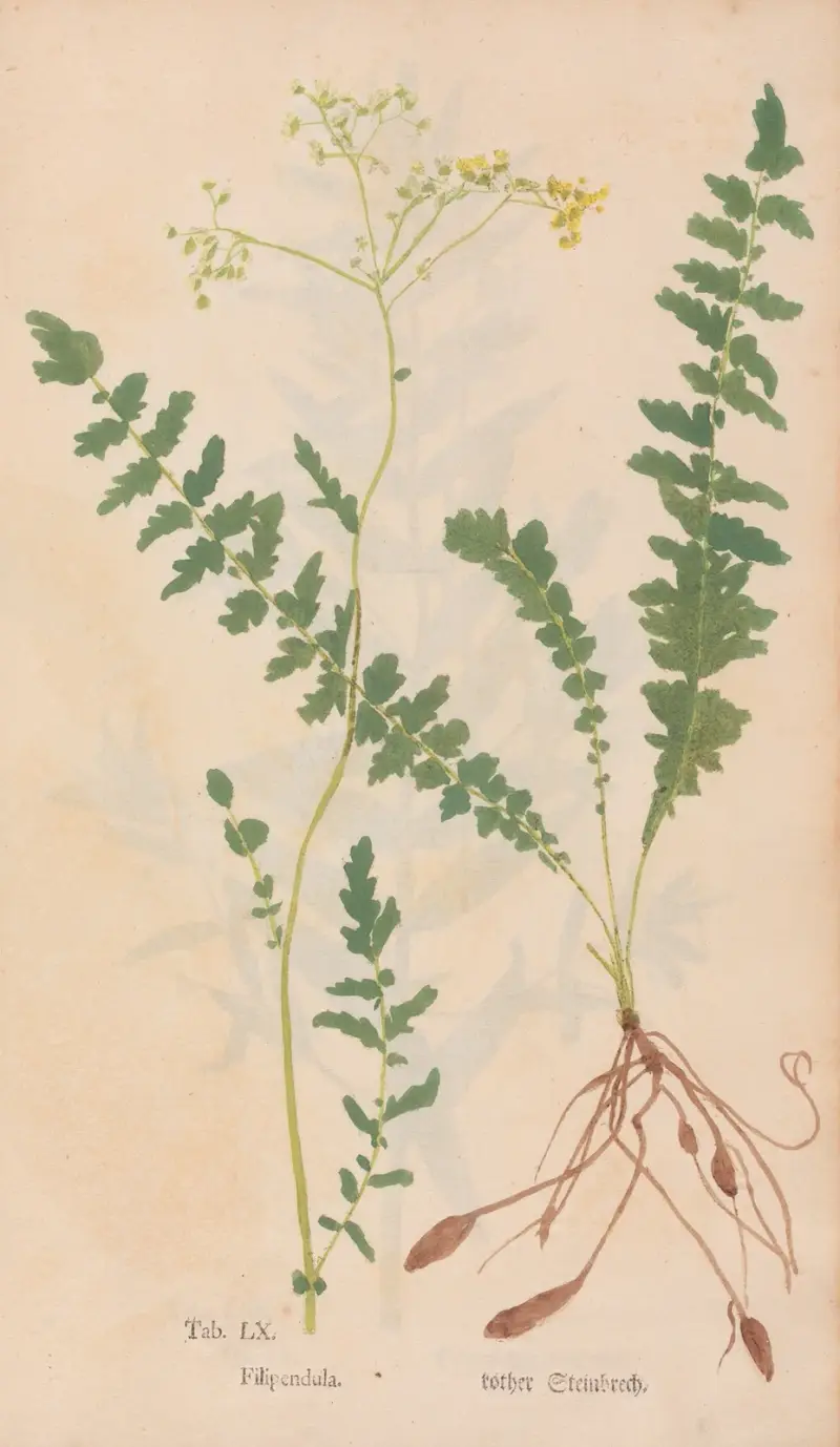 Ectypa vegetabilium Pl.060 av Christian Gottlieb Ludwig