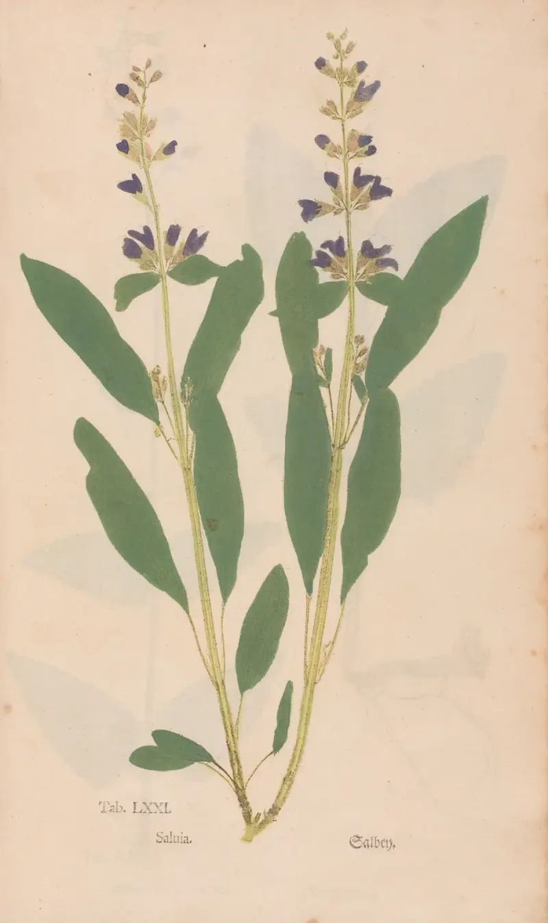 Ectypa vegetabilium Pl.071 av Christian Gottlieb Ludwig