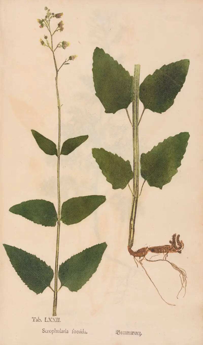 Ectypa vegetabilium Pl.072 av Christian Gottlieb Ludwig