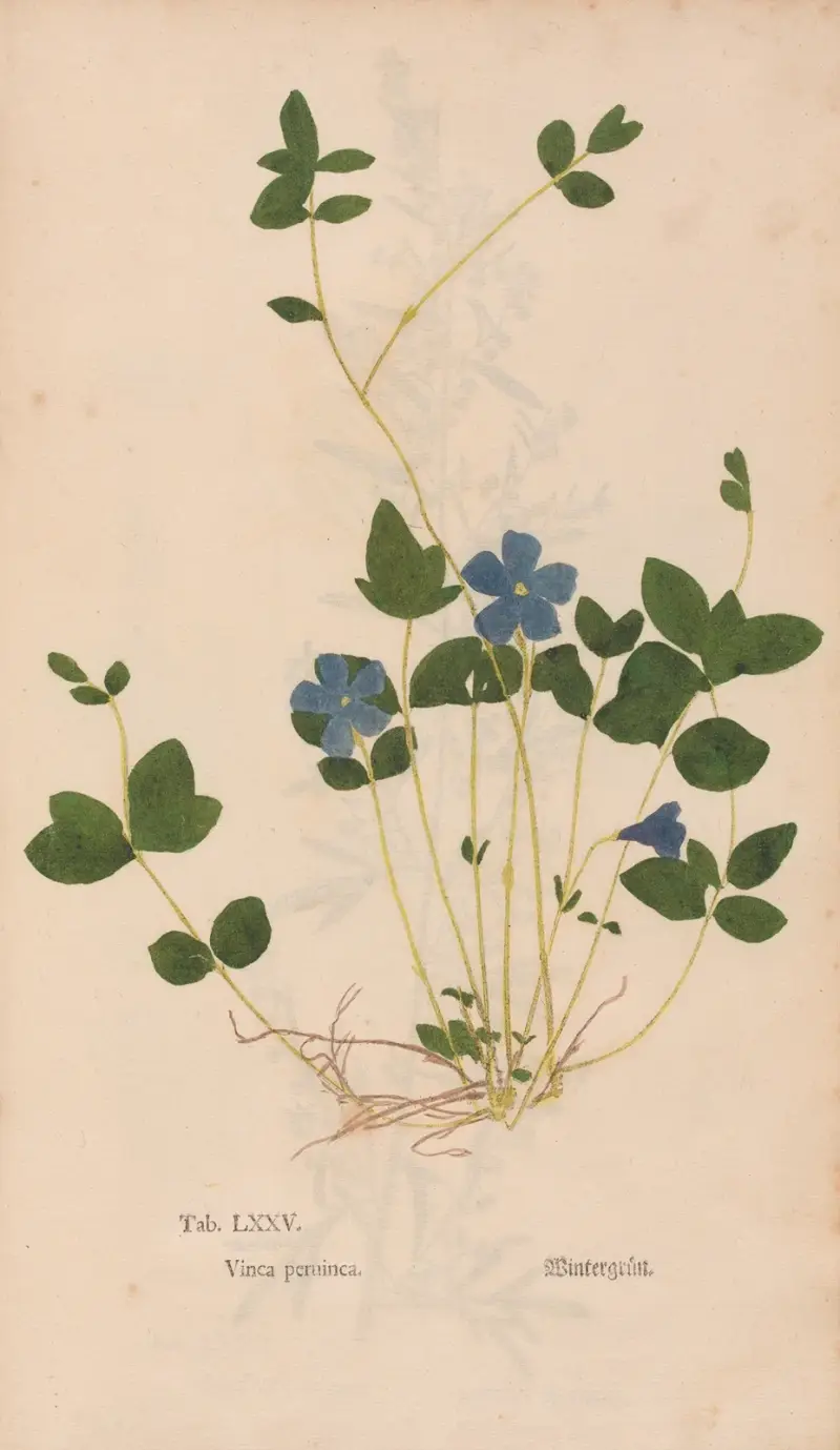 Ectypa vegetabilium Pl.075 av Christian Gottlieb Ludwig