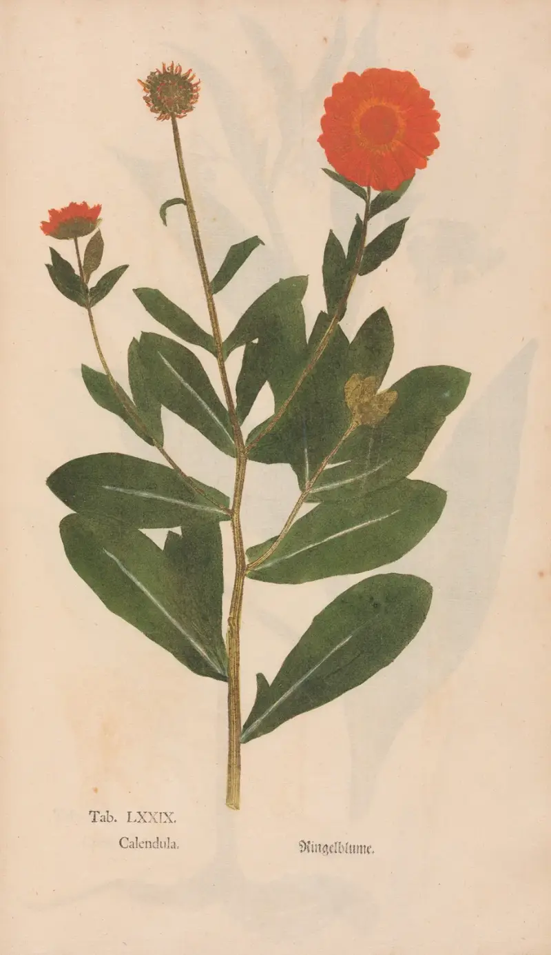 Ectypa vegetabilium Pl. 79 von Christian Gottlieb Ludwig