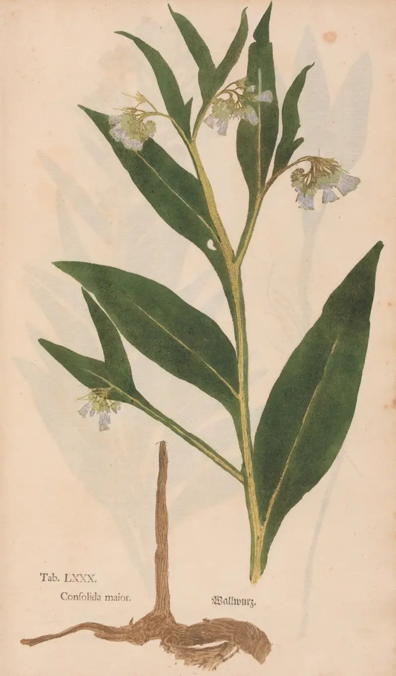 Ectypa vegetabilium Pl.080 av Christian Gottlieb Ludwig