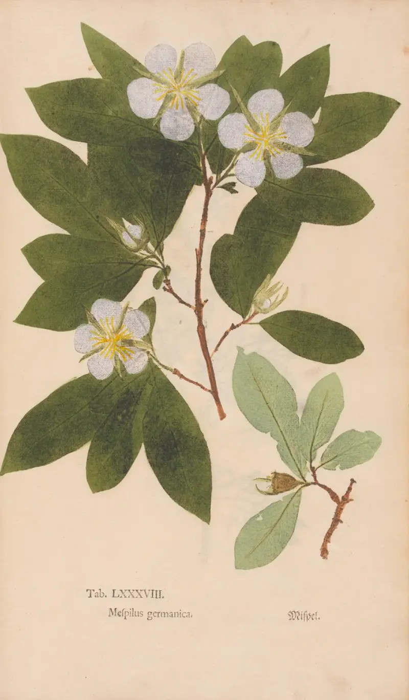 Ectypa vegetabilium Pl.088 av Christian Gottlieb Ludwig