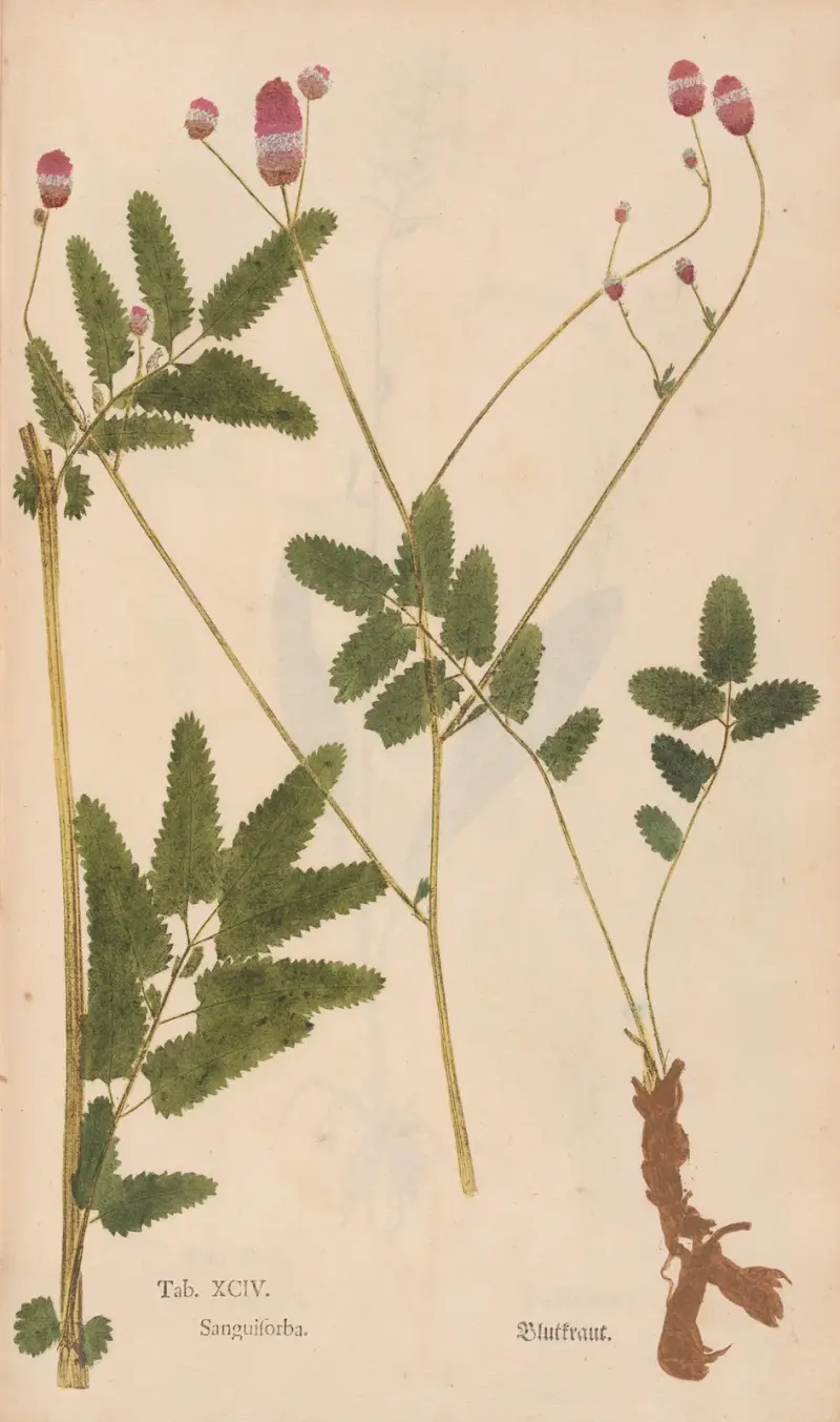 Ectypa vegetabilium Pl.094 von Christian Gottlieb Ludwig