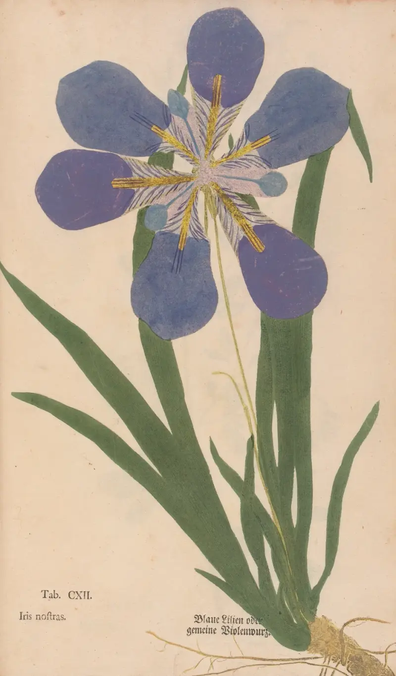 Ectypa vegetabilium Pl.112 av Christian Gottlieb Ludwig