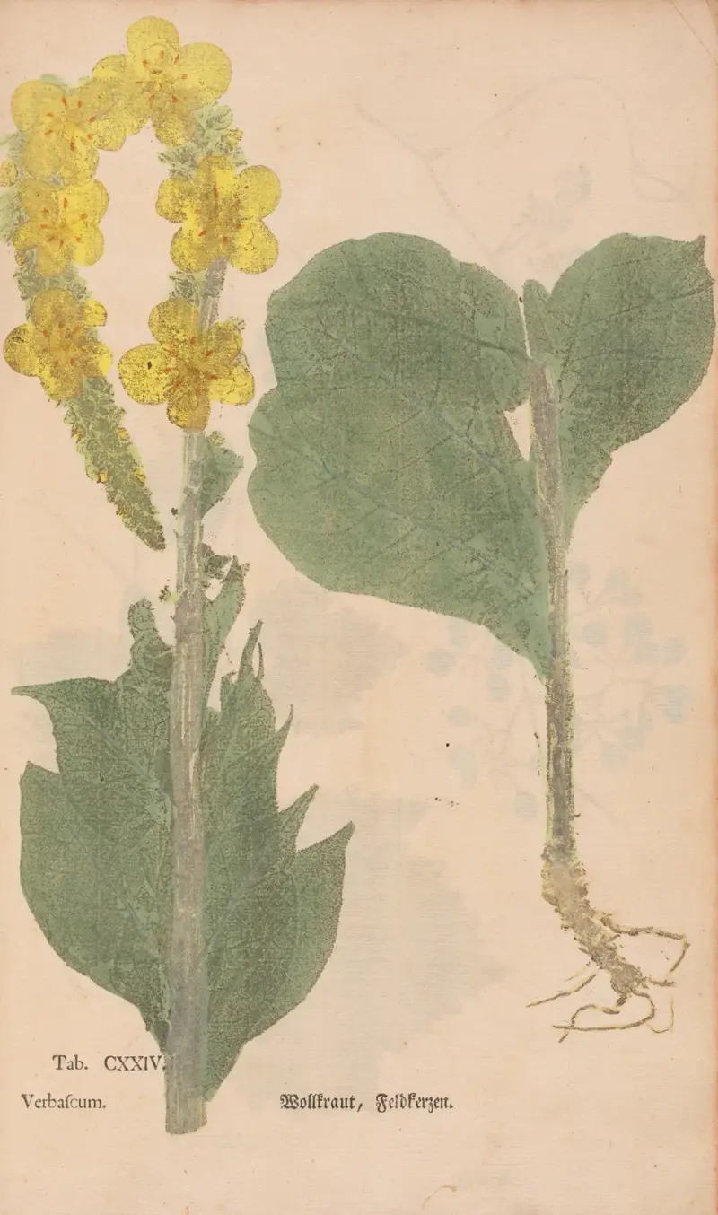 Ectypa vegetabilium Pl.124 av Christian Gottlieb Ludwig