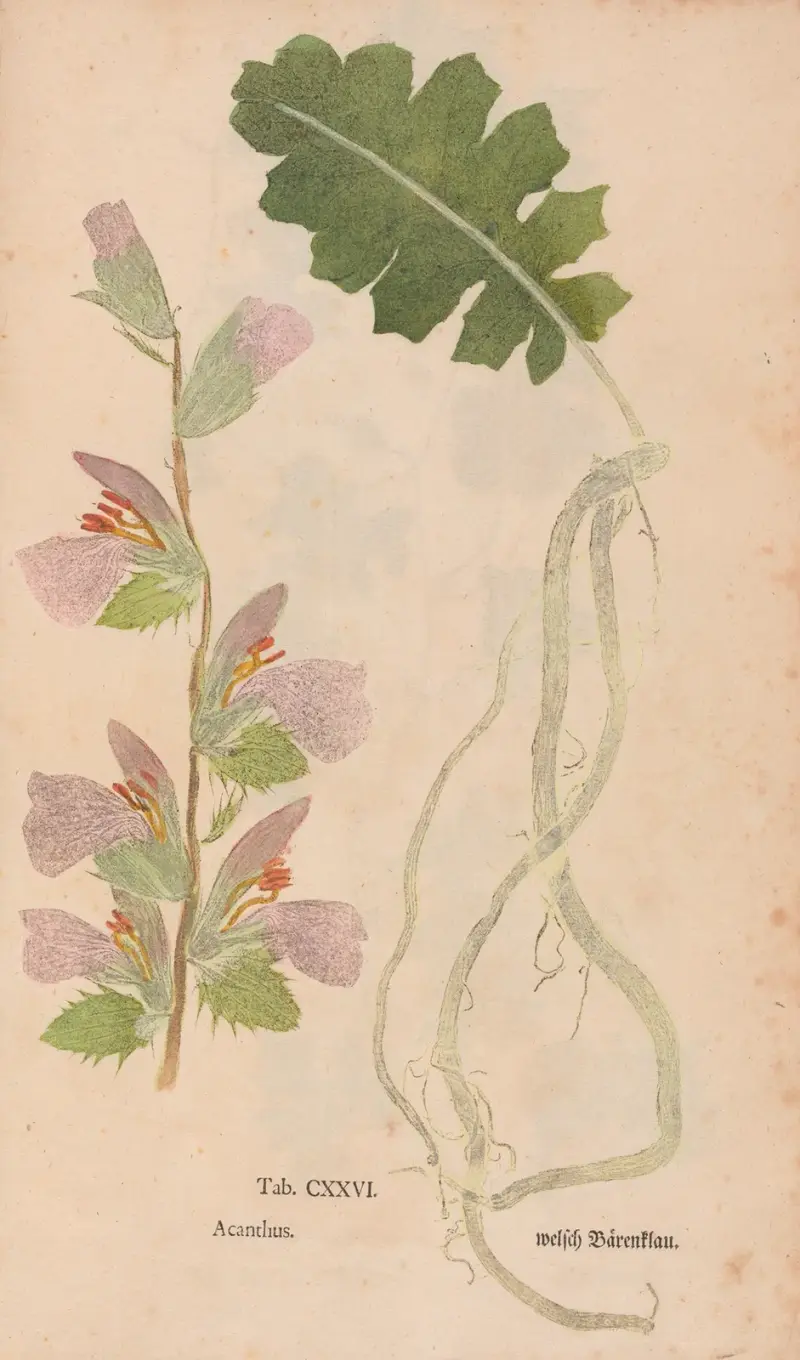 Ectypa vegetabilium Pl.126 av Christian Gottlieb Ludwig