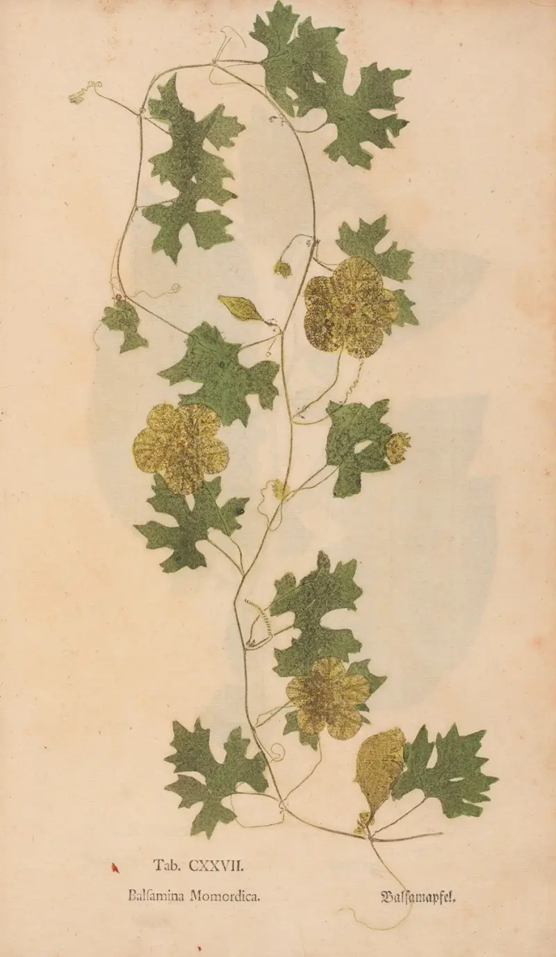 Ectypa vegetabilium Pl.127 av Christian Gottlieb Ludwig
