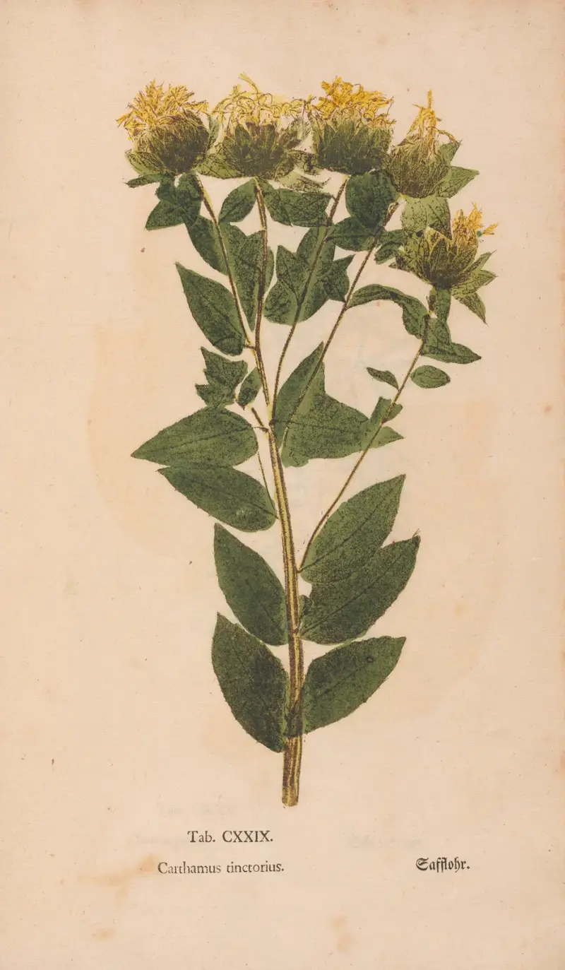 Ectypa vegetabilium Pl.129 av Christian Gottlieb Ludwig