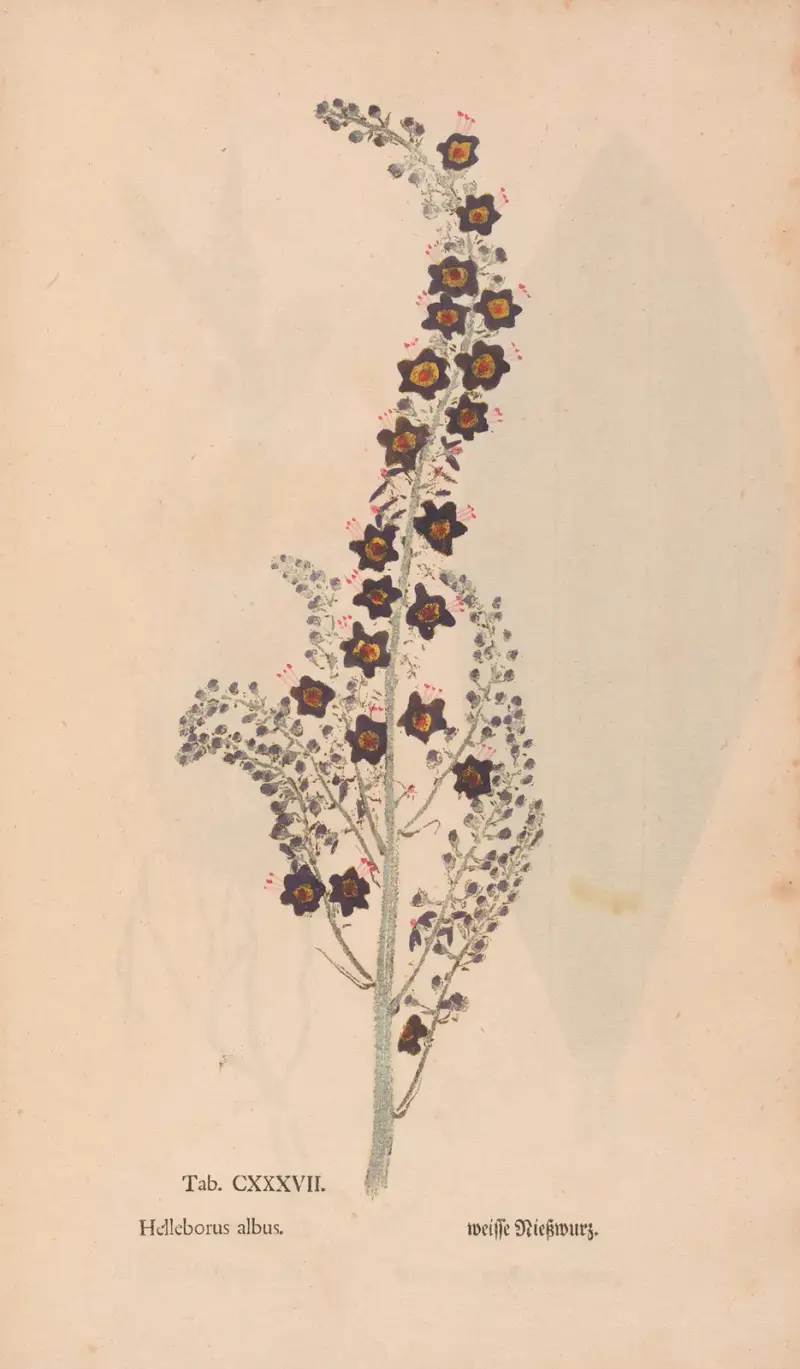 Ectypa vegetabilium Pl.137 von Christian Gottlieb Ludwig