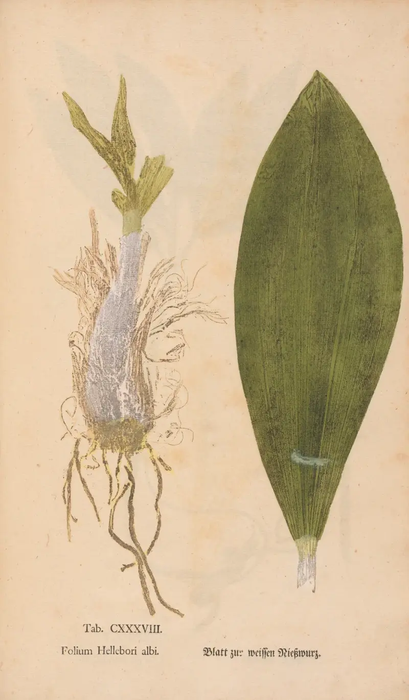 Ectypa vegetabilium Pl. 138 von Christian Gottlieb Ludwig