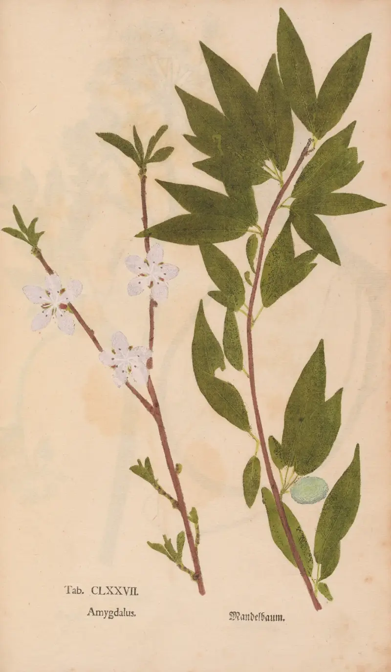 Ectypa vegetabilium Pl.177 av Christian Gottlieb Ludwig