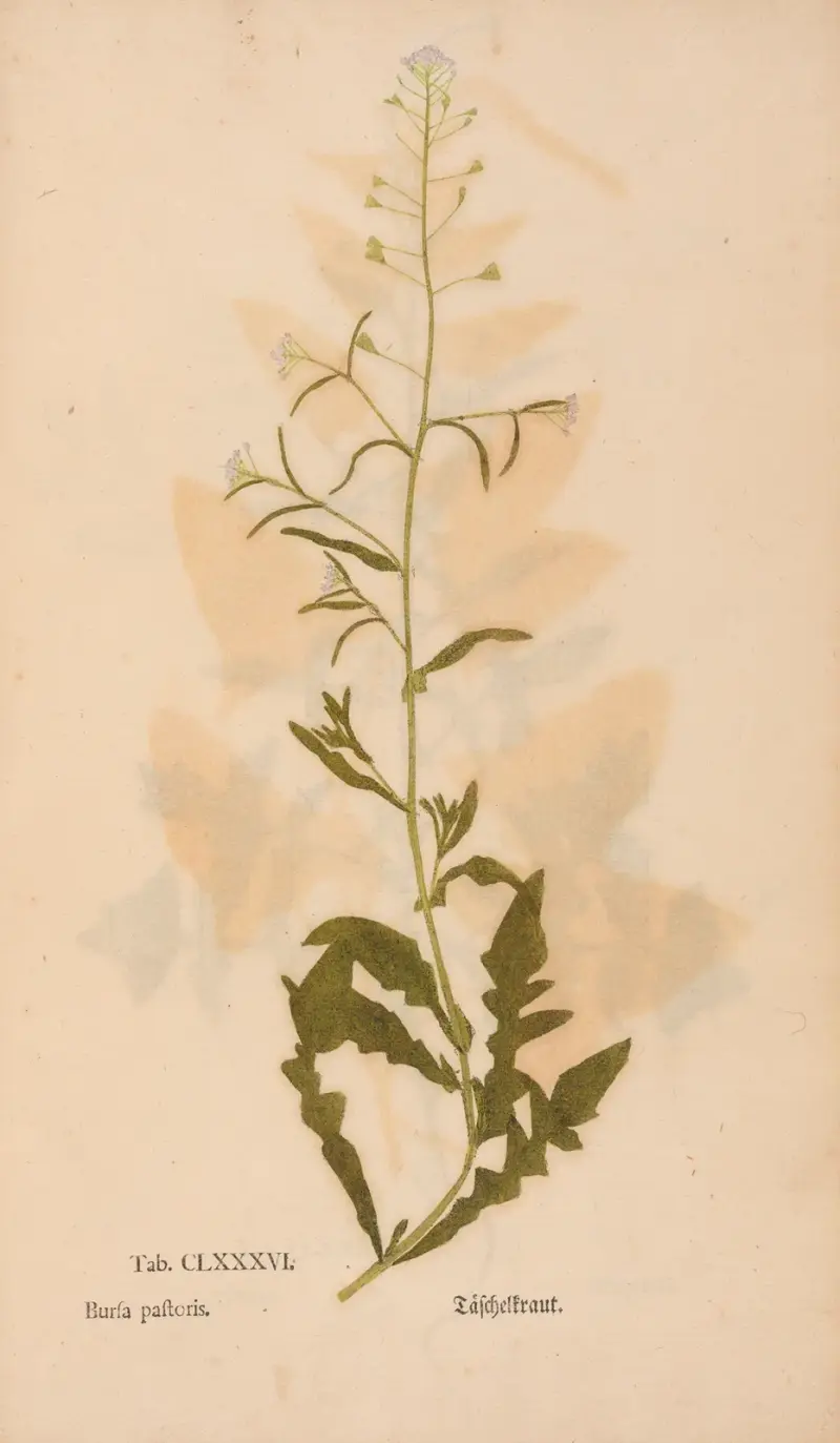 Ectypa vegetabilium Pl.186 av Christian Gottlieb Ludwig