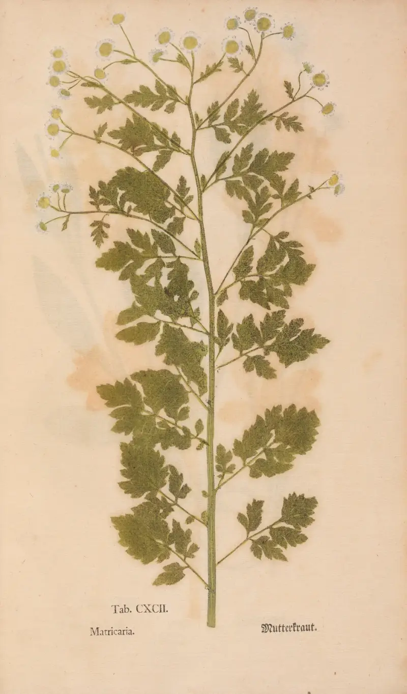 Ectypa vegetabilium Taf. 192 von Christian Gottlieb Ludwig