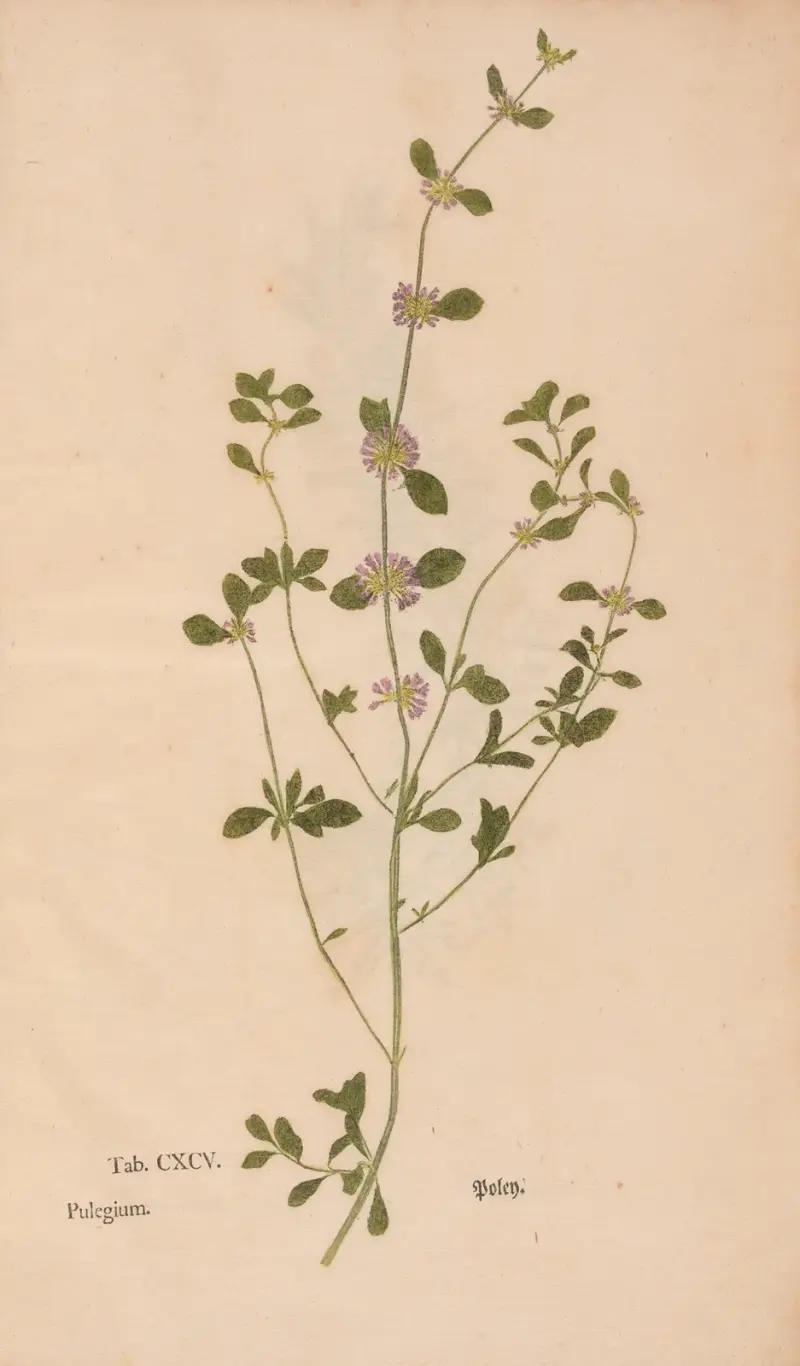 Ectypa vegetabilium Pl.195 av Christian Gottlieb Ludwig