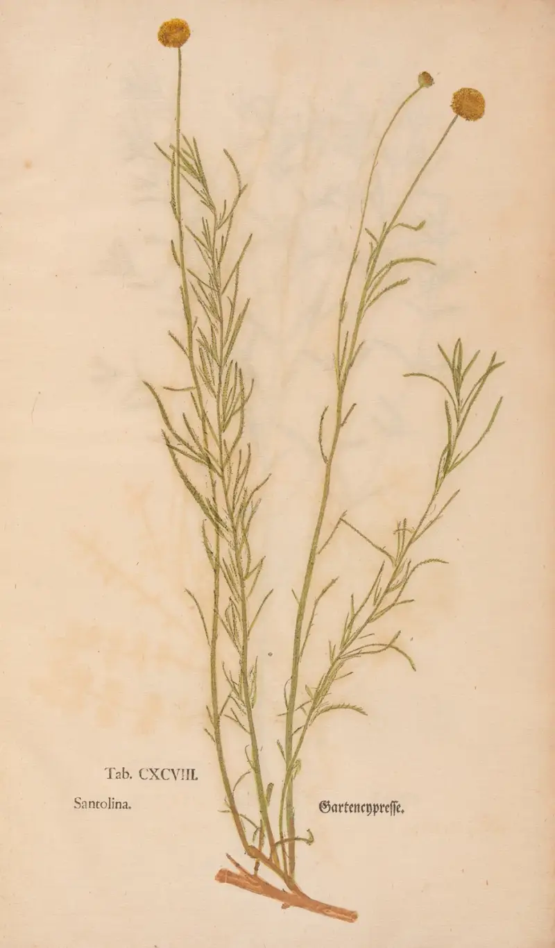 Ectypa vegetabilium Pl. 198 von Christian Gottlieb Ludwig
