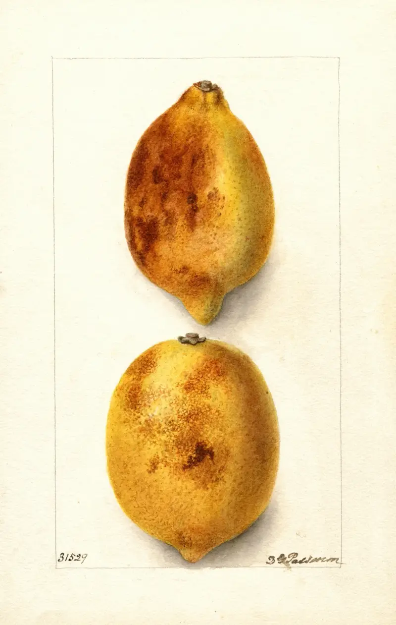 Citrus limon av Deborah Griscom Passmore