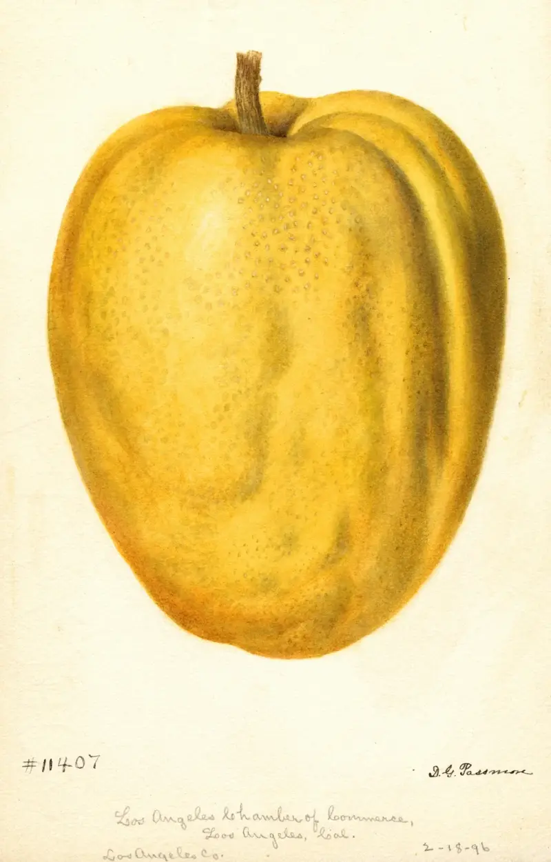 Citrus medica: Citron of Commerce, 1896 – nr 2 av Deborah Griscom Passmore