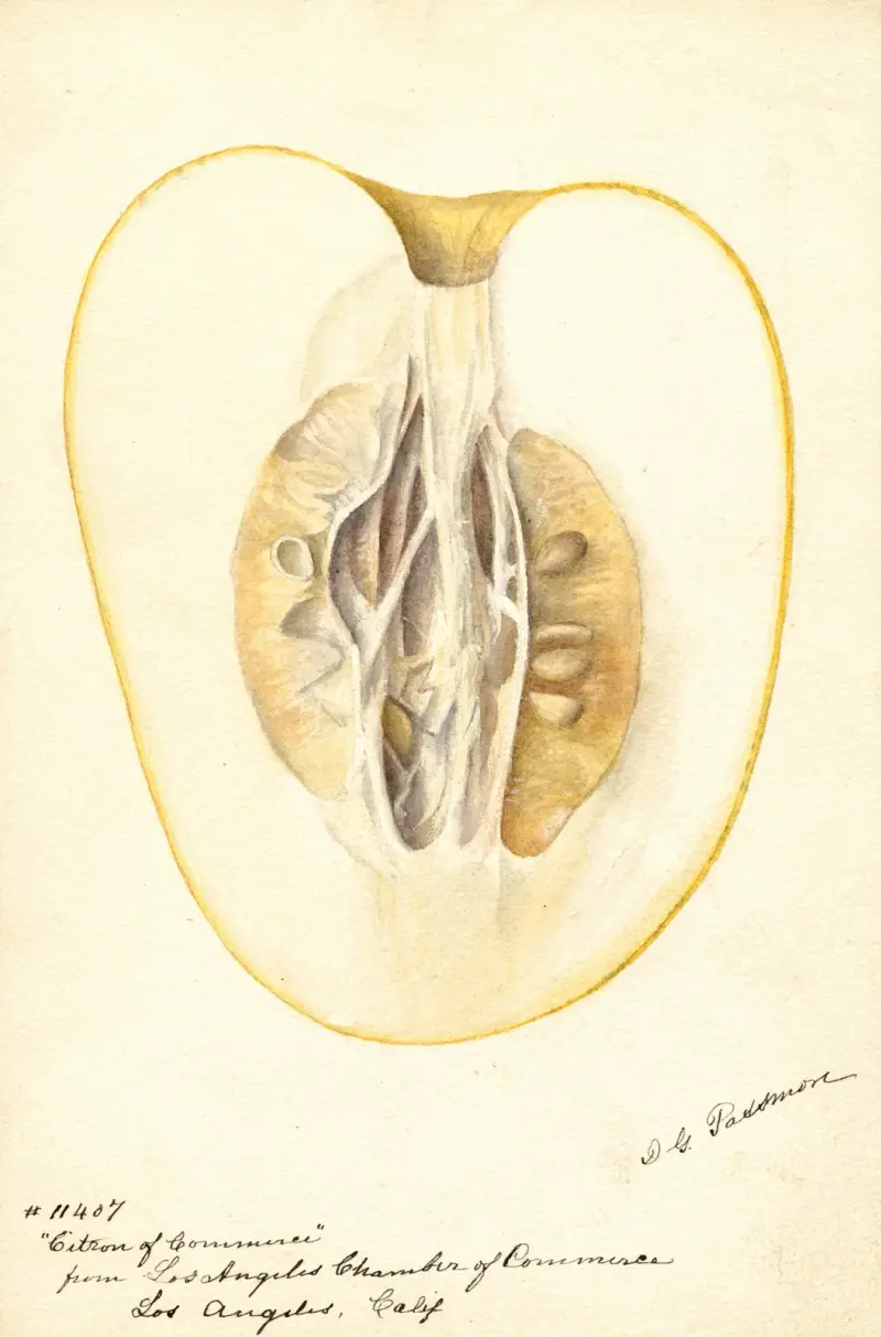 Citrus medica: Zitrone des Handels, 1896 – Nr. 1 von Deborah Griscom Passmore
