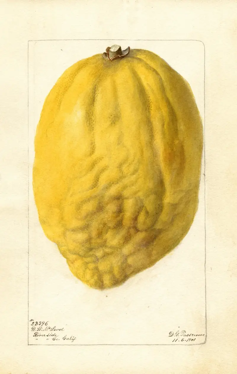 Cytrus, Deborah Griscom Passmore