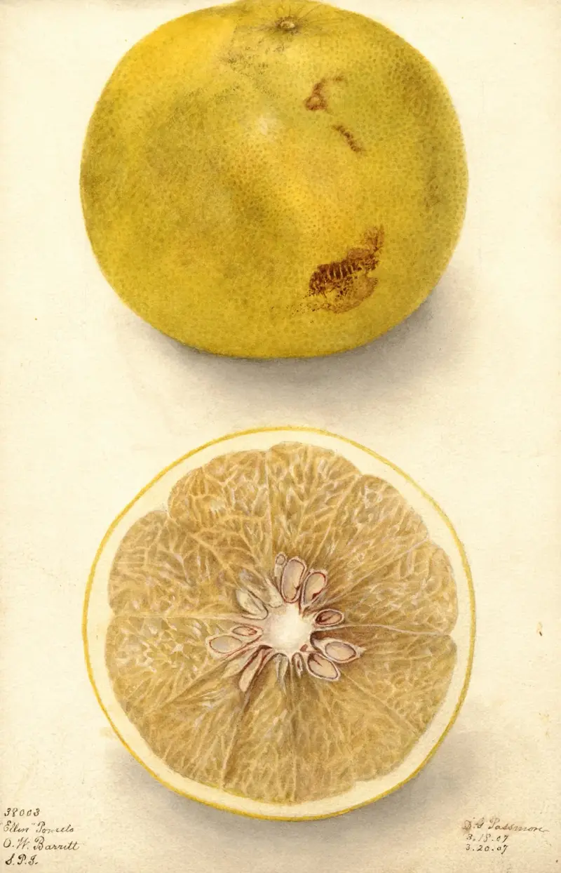 Citrus paradisi: Ellen av Deborah Griscom Passmore