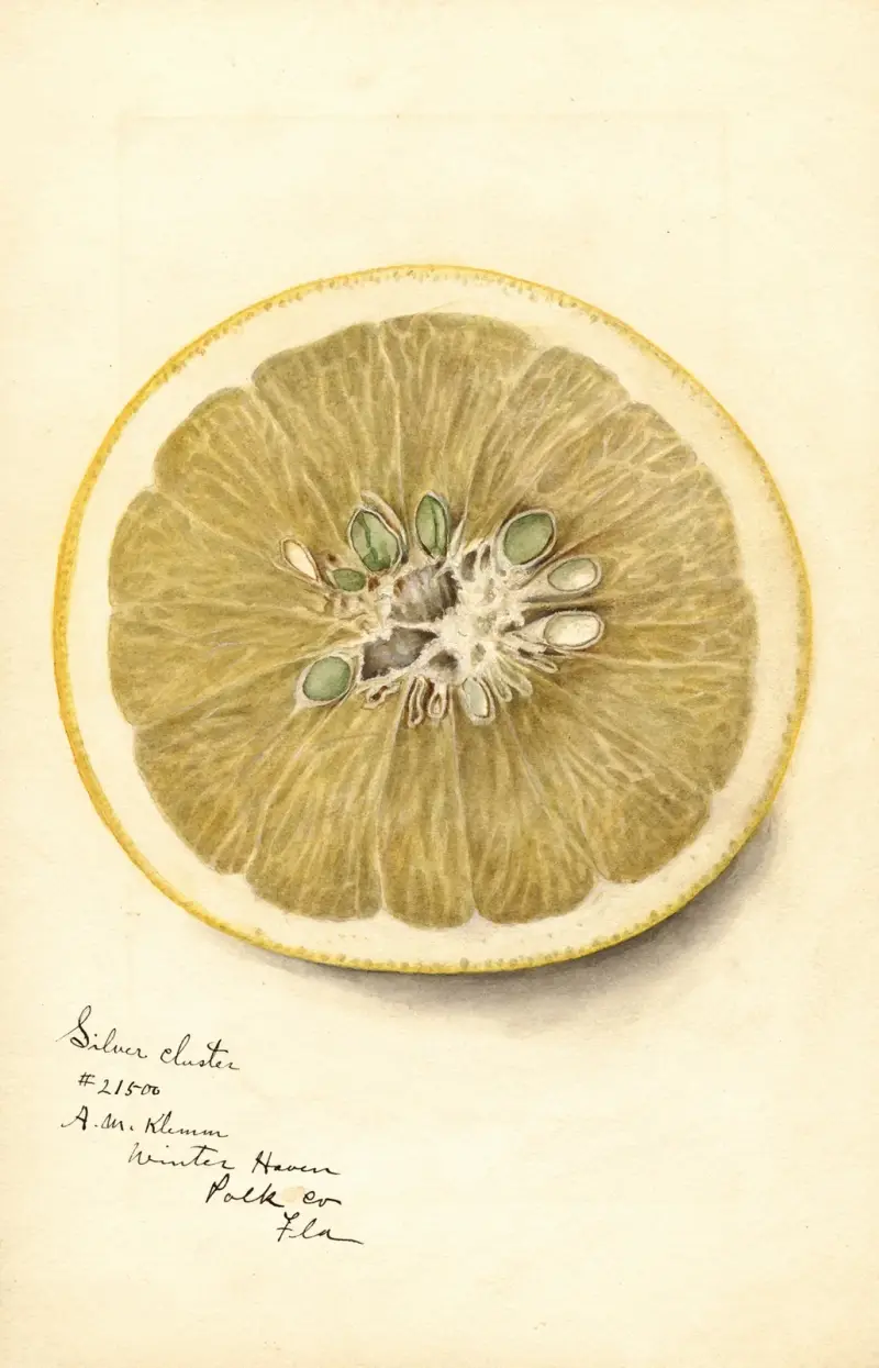 Citrus paradisi: Silver Cluster, Deborah Griscom Passmore