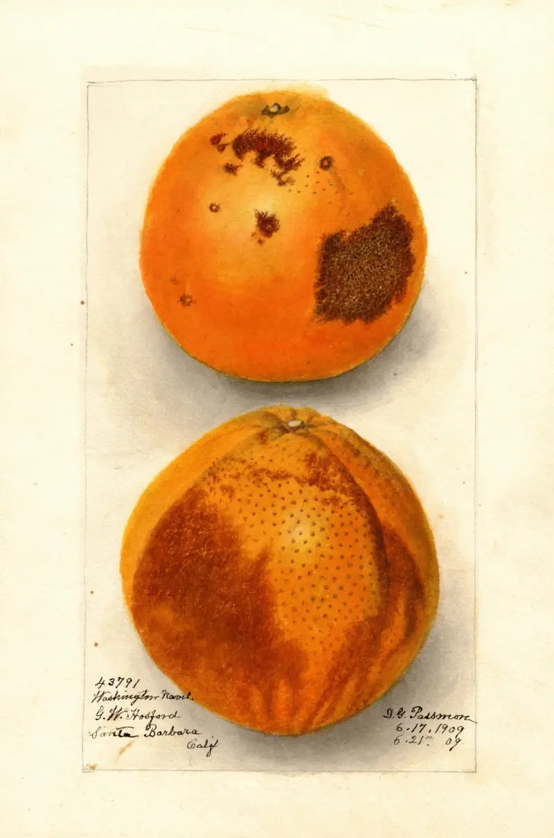 Citrus sinensis: Washington Navel von Deborah Griscom Passmore